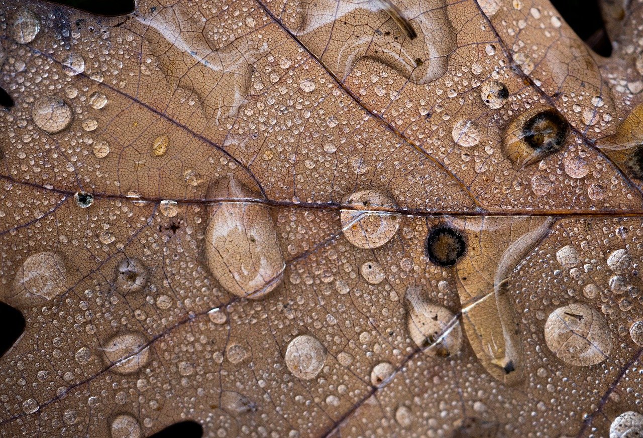 Guide to Creating an Eco-Friendly Rain Garden